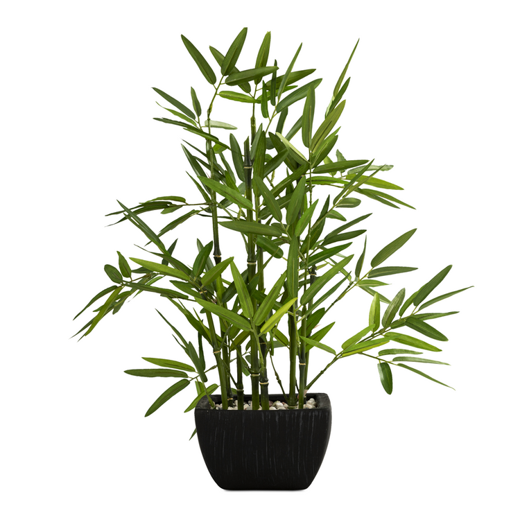 potted bamboo black terracotta 46cm