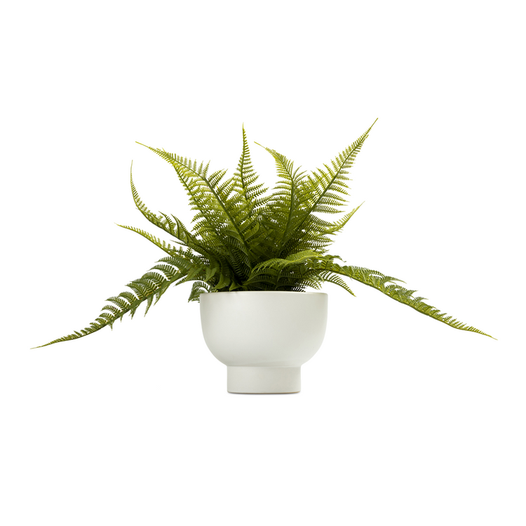 potted fern in ceramic pot white 38cm